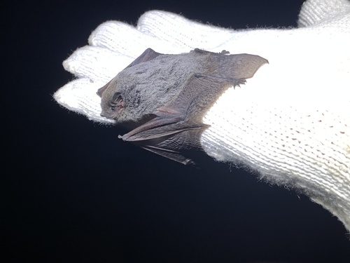 Chalinolobus nigrogriseus, 2022-05-24