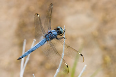 Libellula comanche