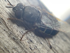 Odontomyia pubescens