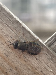 Odontomyia pubescens