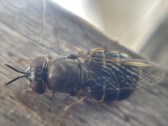 Odontomyia pubescens