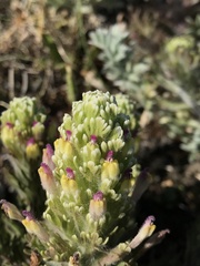 Castilleja ambigua