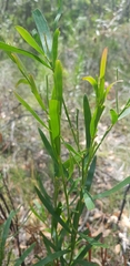 Acacia verniciflua