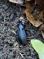 Carabus vinctus