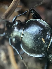 Carabus vinctus