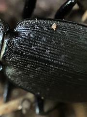Carabus vinctus