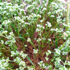 Scleranthus perennis