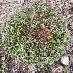 Scleranthus perennis