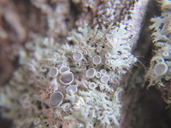 Physcia leptalea
