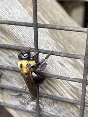 Xylocopa virginica image