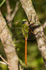 Anax longipes