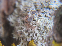 Physcia leptalea