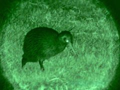 North Island Brown Kiwi photo 5