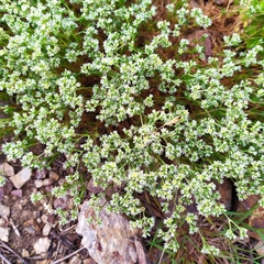 Scleranthus perennis