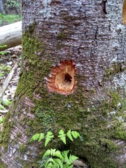 Dryocopus