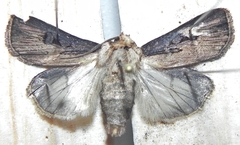 Agrotis volubilis
