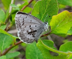 Celastrina asheri