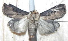 Agrotis volubilis