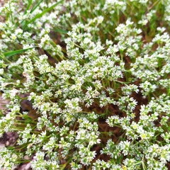 Scleranthus perennis