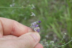 Pediomelum digitatum