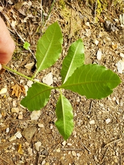 Asclepias variegata