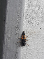 Harmonia axyridis