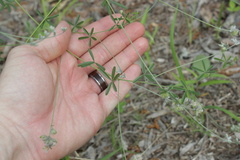 Pediomelum digitatum