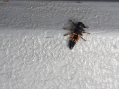 Harmonia axyridis