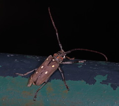 Batocera rubus