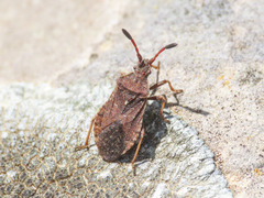 Ulmicola spinipes