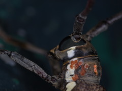 Batocera rubus
