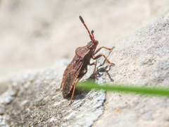 Ulmicola spinipes