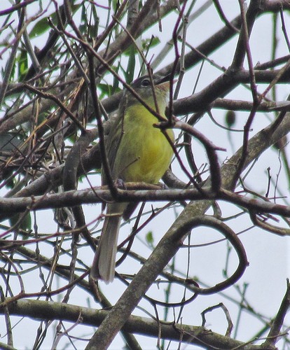 Rough-legged Tyrannulet