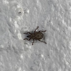 Neochetina eichhorniae