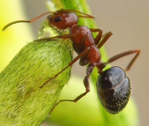Formica manniFormica manni