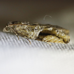 Proteoteras crescentana