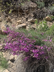 Astragalus coltonii
