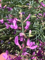 Astragalus coltonii