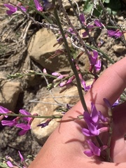 Astragalus coltonii