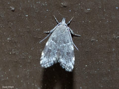 Eido trimaculella