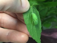 Libytheana carinenta