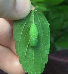 Libytheana carinenta