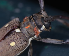 Batocera rubus