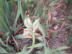 Iris albicans