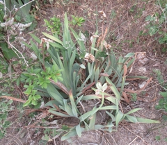 Iris albicans