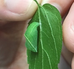 Libytheana carinenta