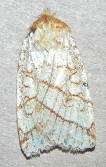 Pyreferra citrombra