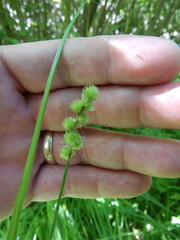 Carex cristatella