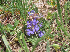 Ajuga tenorei