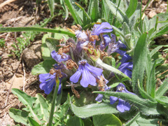 Ajuga tenorei